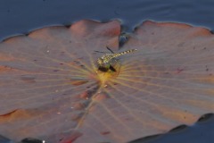 Okavango-06-8645