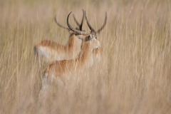 Okavango-PomPom-13-0604