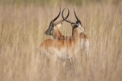 Okavango-PomPom-13-0605