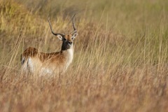 Okavango-PomPom-13-0710