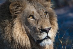 Okavango-PomPom-13-0832