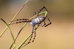 Okavango-PomPom-13-4111