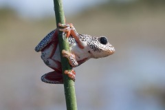 Okavango-PomPom-13-4330