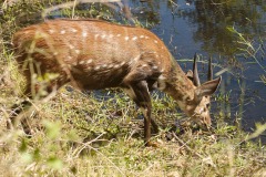 Okavango-PomPom-13-5664