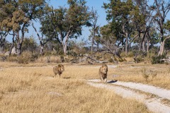 Okavango-PomPom-13-6234