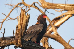 Okavango-PomPom-13-9765