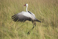 Okavango-Shinde-14-6192