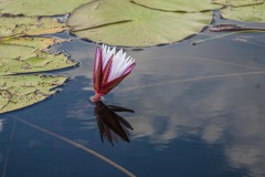 Okavango-06-8585