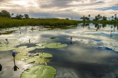 Okavango-Delta-Camp-08-7035