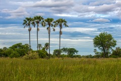 Okavango-Delta-Camp-08-7061