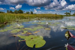 Okavango-Delta-Camp-08-7349