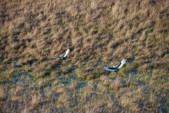 Okavango-PomPom-13-0397