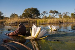 Okavango-PomPom-13-3955