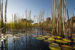 Okavango-PomPom-13-3987