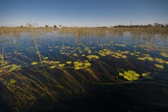 Okavango-PomPom-13-4228