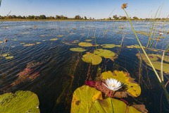 Okavango-PomPom-13-4358