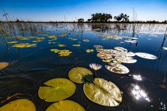 Okavango-PomPom-13-4372