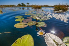 Okavango-PomPom-13-4409